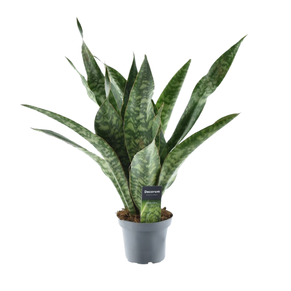 Sansevieria Aubrytniana Dragon - Ø14cm - ↕55cm 