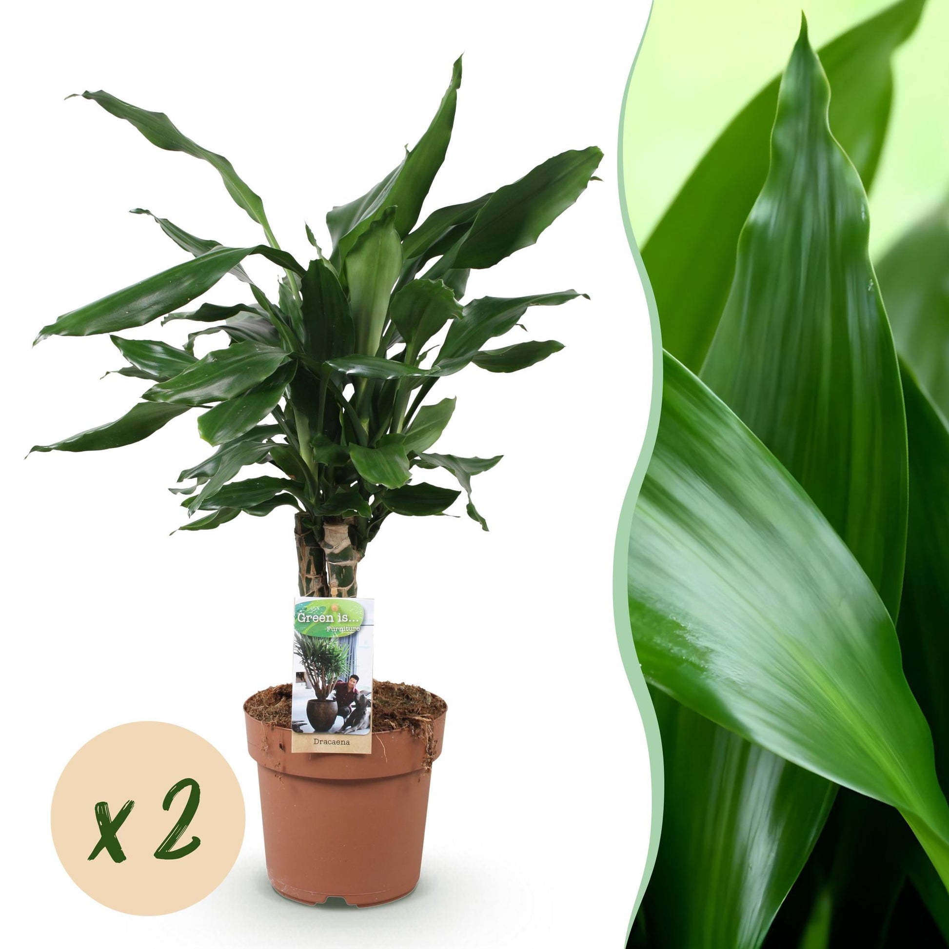 Green boutiQ - Zimmerpflanzen - Dracaena fragrans Steudneri - Drachenbaum - Pflegeleicht - Grün - 2 Pflanzen - Topf 17cm - Höhe 50-55cm 
