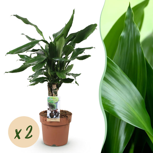 Green boutiQ - Zimmerpflanzen - Dracaena fragrans Steudneri - Drachenbaum - Pflegeleicht - Grün - 2 Pflanzen - Topf 17cm - Höhe 50-55cm 
