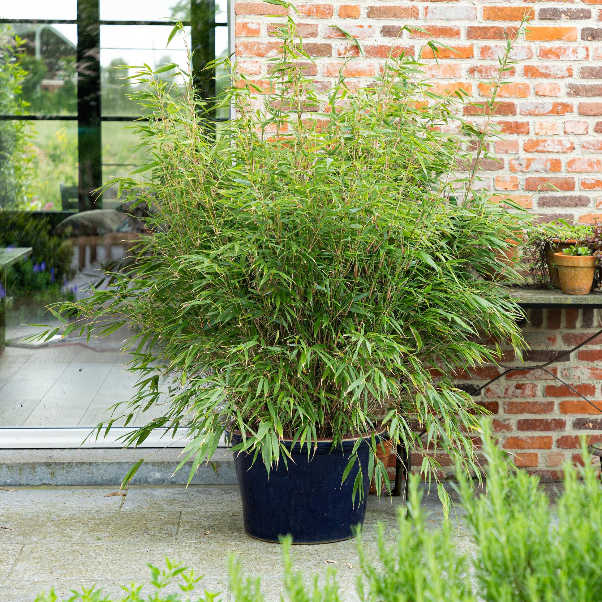 Green boutiQ - Gräser - Fargesia Rufa - Bambus - Nicht Ausbreitend - Grün - 2 Pflanzen - Topf 23 cm - Höhe 80 cm 