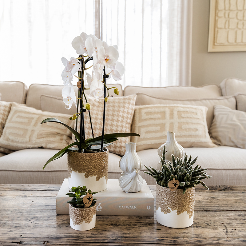 Kolibri Orchids | Weiße Niagara Falls Orchidee + Bloom sand Übertopf – Topfgröße Ø12cm | blühende Zimmerpflanze – frisch vom Züchter 