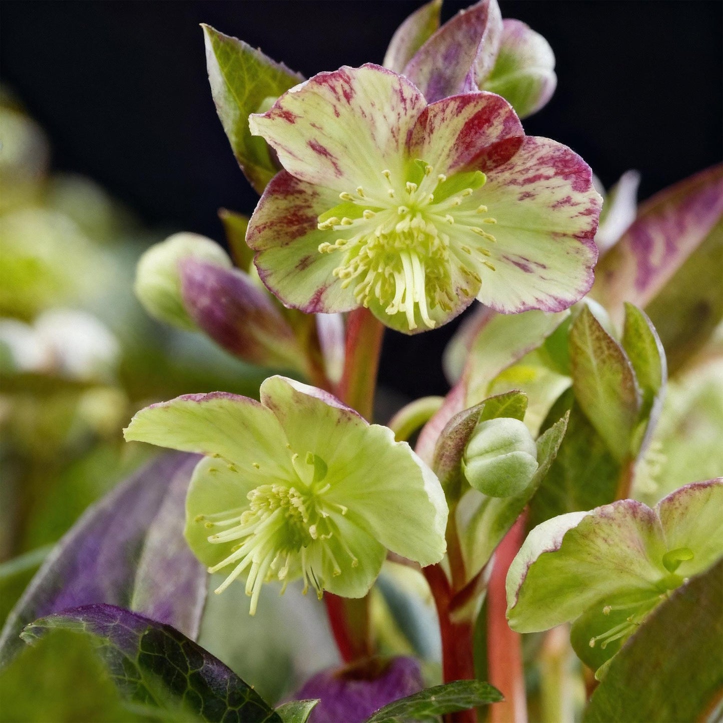 GreenboutiQ - Gartenpflanze - Lenzrose - Helleborus lividus Purple Marble - Violette Blüte - 1 Pflanze - Immergrün - Topf 14cm Höhe 35cm 