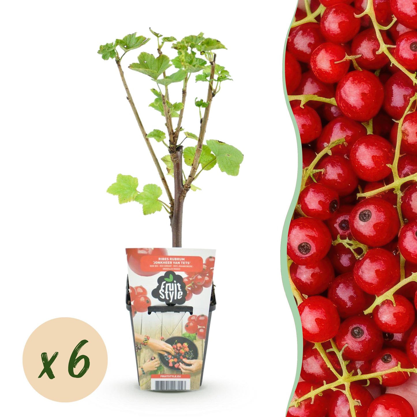 GreenboutiQ - Obstpflanzen - Rote Johannisbeere - Ribes rubrum Jonkheer van Tets - Winterhart - 6 Pflanzen - Topf 9 cm - Rote Johannisbeere 