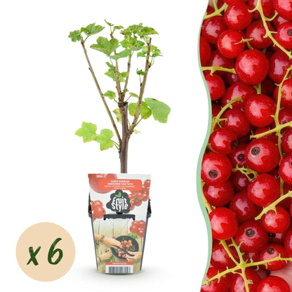 GreenboutiQ - Obstpflanzen - Rote Johannisbeere - Ribes rubrum Jonkheer van Tets - Winterhart - 6 Pflanzen - Topf 9 cm - Rote Johannisbeere 
