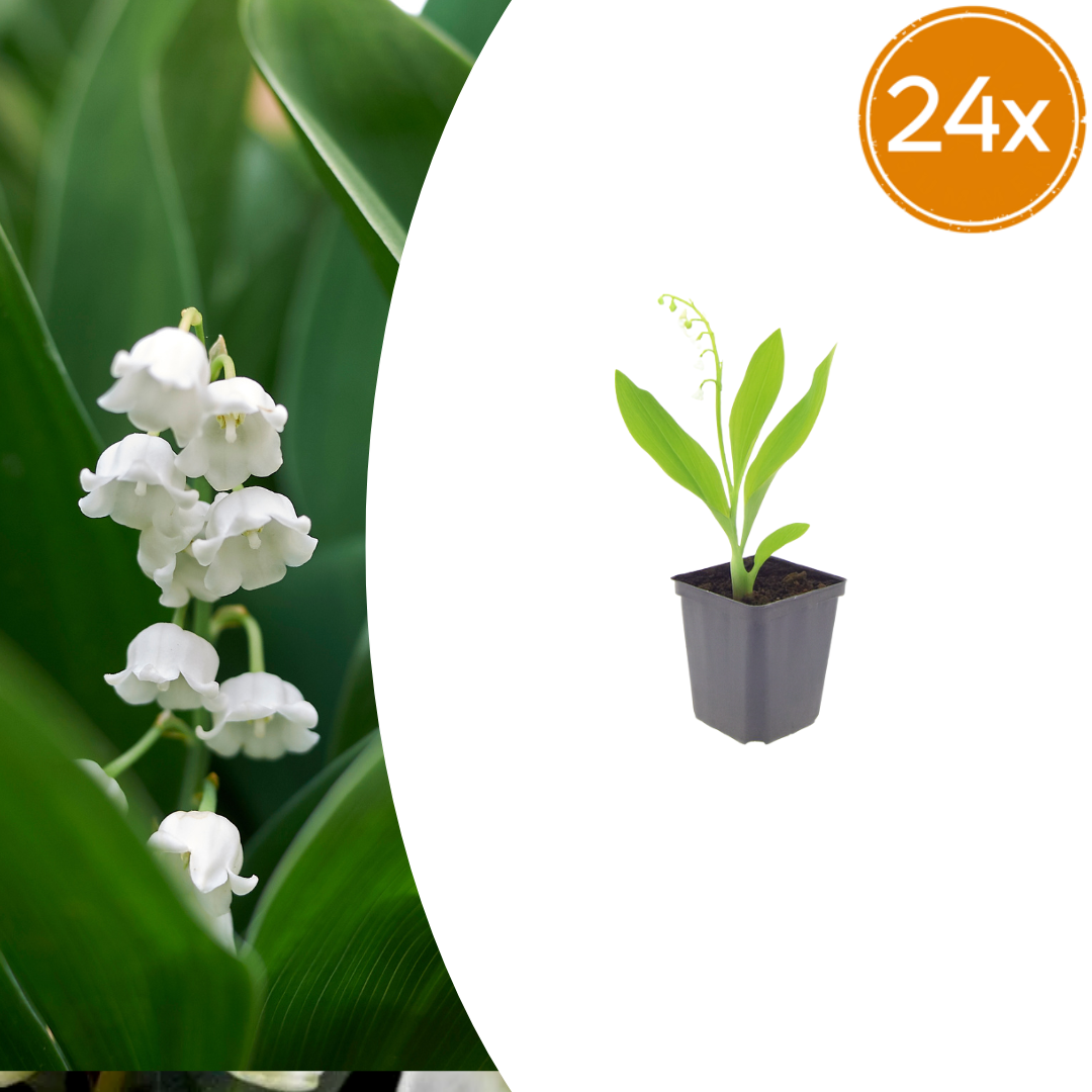 Maiglöckchen Convallaria majalis – 24 Pflanzen – 10-25cm – Ø9cm – Duftende Schattenstaude mit weißen Blüten – Winterharter Bodendecker für Garten & Gehölzrand