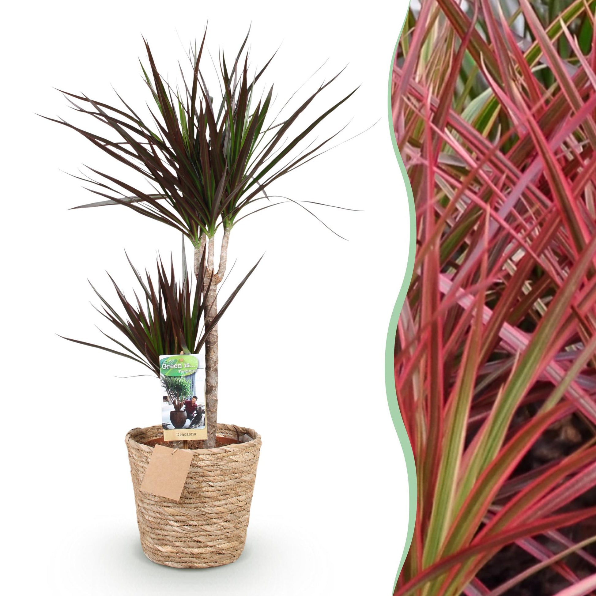 Green boutiQ - Zimmerpflanzen - Dracaena Magenta - Drachenblutbaum - Wenig Pflege - mit Korb - Rot - 1 Pflanze - Topf 21cm - Höhe 90-100cm 