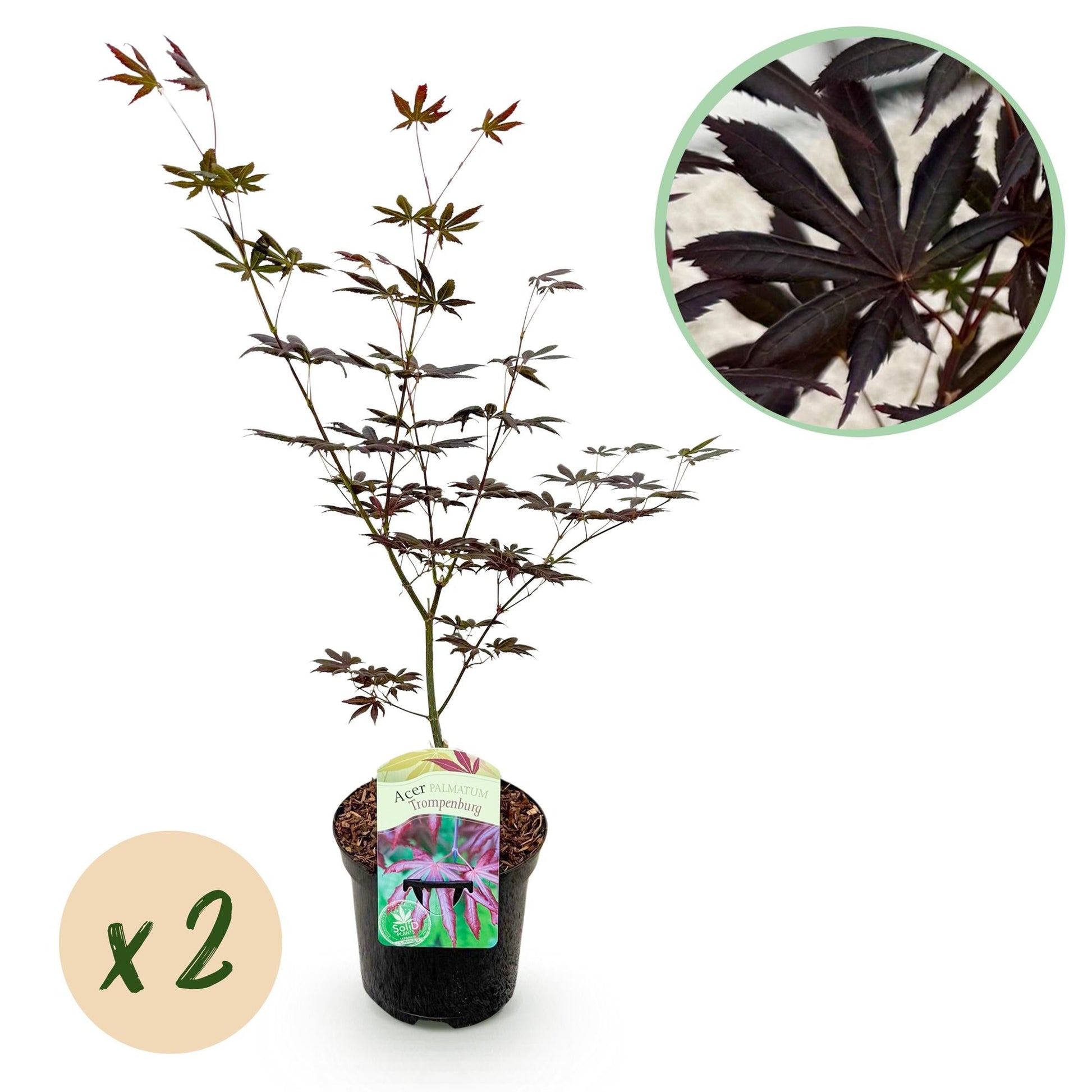 Japanischer Ahorn – Acer palmatum 'Trompenburg' – 2 Pflanzen – ca. 70 cm hoch –  Ø19 cm – dunkelviolette Blätter – Balkon- & Gartenpflanze 