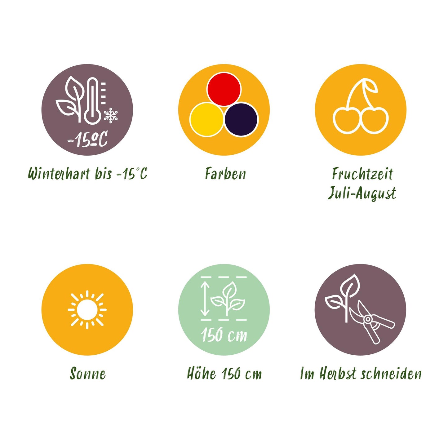 Obstpflanzen Set winterhart 6 Pflanzen Höhe 30cm Ø9cm – Rote Johannisbeere Gelbe Himbeere Schwarze Brombeere – Für Garten Beet Balkon & Terrasse 