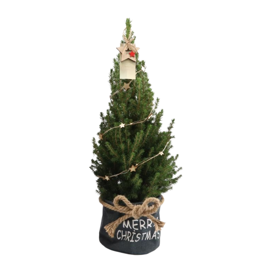 Kleine Weihnachtsbaum in Xmas Bag blau - 70 cm - Picea Glauca Conica - Star lighting including batteries 