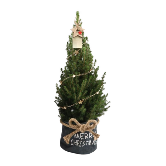 Kleine Weihnachtsbaum in Xmas Bag blau - 70 cm - Picea Glauca Conica - Star lighting including batteries 
