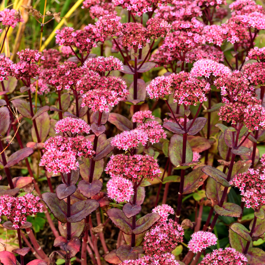 Sedum Matrona – 12 Pflanzen – Ø9cm – Höhe 10-25cm – Winterharte Fetthenne – Dunkelrosa Blüten – Trockenheitsresistent für Beet, Steingarten & Dachbegrünung