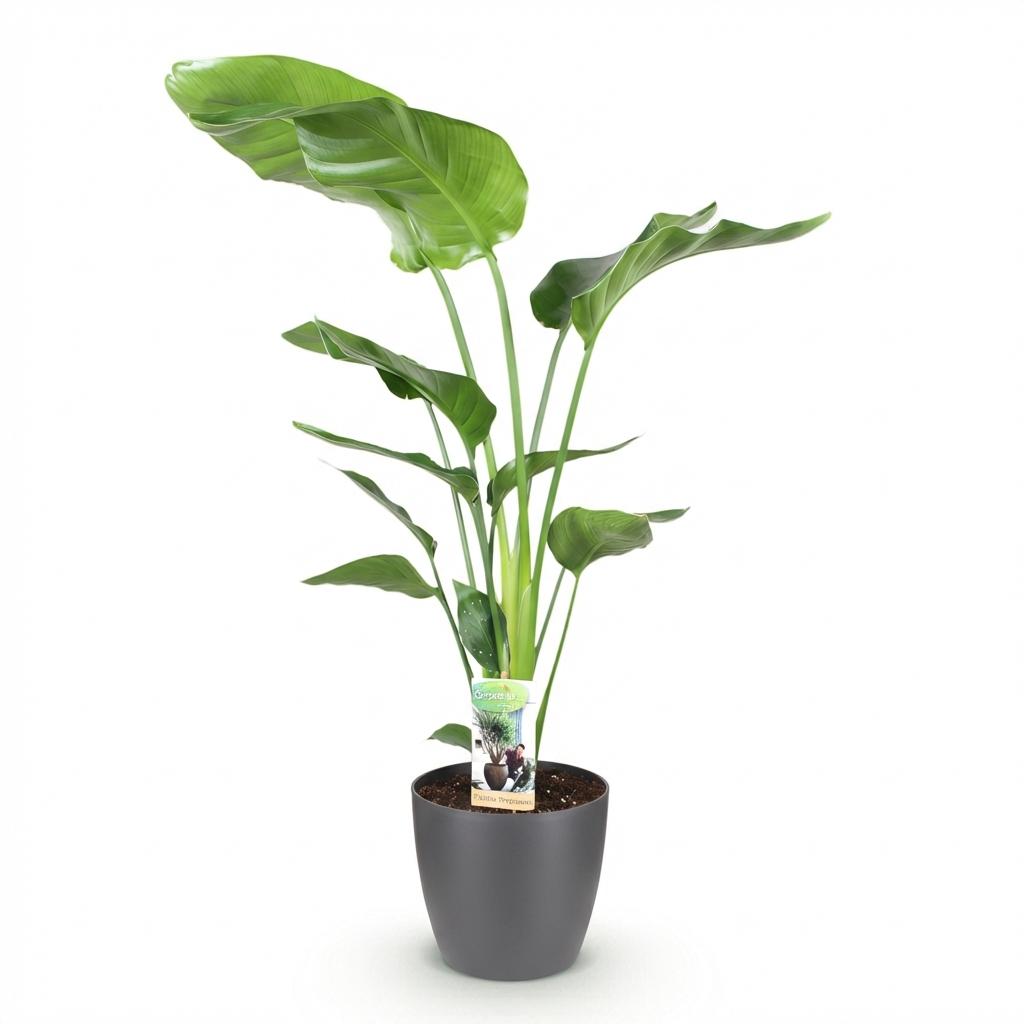Green boutiQ - Zimmerpflanzen - Strelitzia Nicolai - Paradiesvogelblume - Geringer Pflegeaufwand - Grün - 1 Pflanze - mit Potter Grau - Topf 21cm - Höhe 110-120cm 