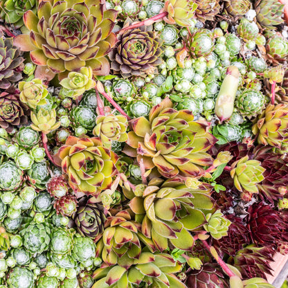 GreenboutiQ - Bodendecker - Winterhart - Sempervivum Big Sam - 4 Pflanzen - Verschiedene Farben - Wenig Pflege - Topf 14cm Höhe 17cm 