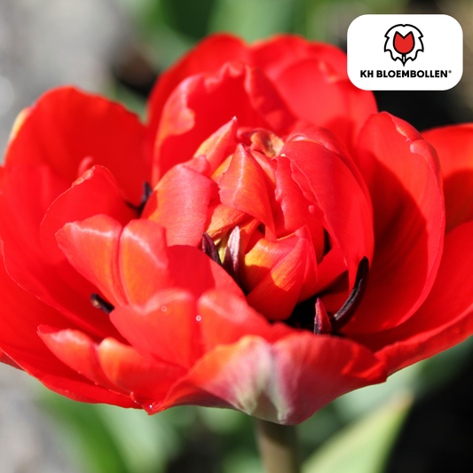 Bombastic Red Tulpenzwiebeln – 20 Blumenzwiebeln – Rote Gefüllte Pioentulpen – Für Garten & Topf 