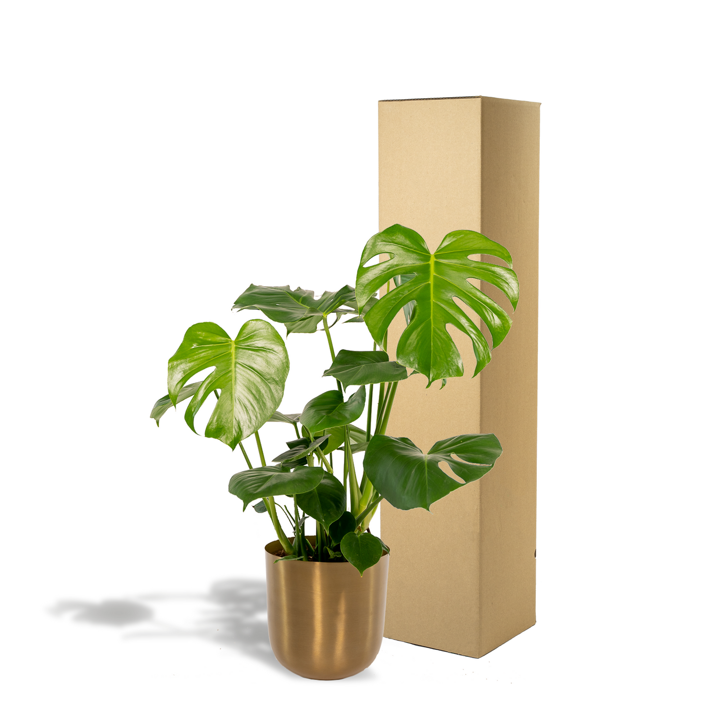 Monstera Deliciosa + Topf Mayk Gold - ↨80cm - Ø21cm 