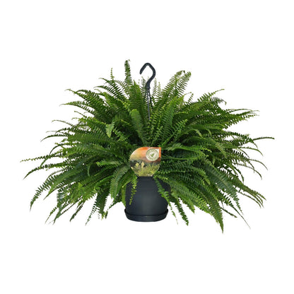 Schwertfarn - Nephrolepis Green Lady - Zimmerpflanze - Ø20cm - ↕60cm
