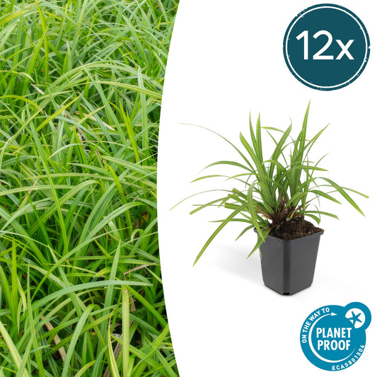 Grünblättrige Segge Carex morrowii 'Irish Green' – ↕10-25cm – Ø9cm – 12 Pflanzen – Bodendecker – Immergrün – Pflegeleicht – Schattentauglich