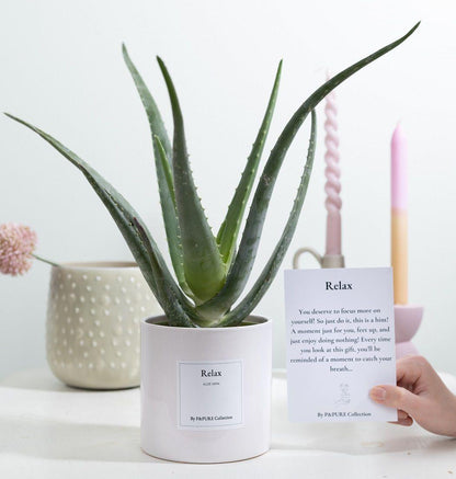 Aloe Vera Gift "Relax" WITH GREETING CARD! - Ø12cm - ↕40cm 