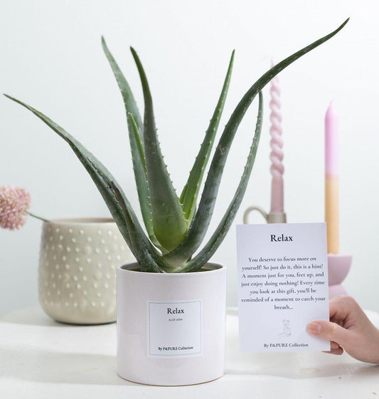 Aloe Vera Gift "Relax" WITH GREETING CARD! - Ø12cm - ↕40cm 
