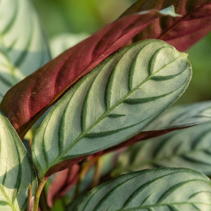 Korbmarante Ctenanthe Amagris – 2 Pflanzen – Ø14cm – Höhe 25–35cm – Gebetspflanze mit graugrünem Blattwerk – Luftfeuchteliebende Zimmerpflanze 