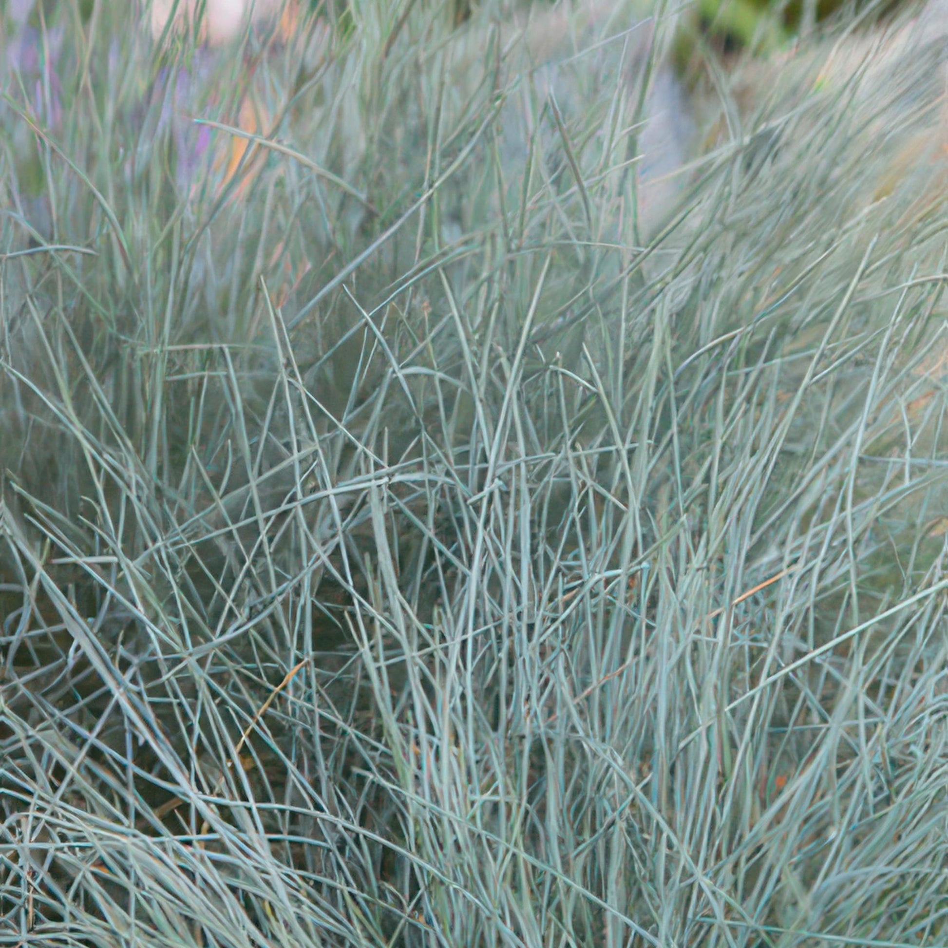 Blau-Schwingel Festuca glauca 'Elijah Bleu' – 48 Pflanzen – ↕10-25 cm – Ø9 cm – Blau-graues Ziergras – Pflegeleicht – Ideal für Steingärten & Beete 