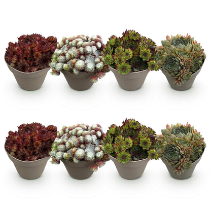 GreenboutiQ - Bodendecker - Winterhart - Sempervivum Big Sam - 8 Pflanzen - Verschiedene Farben - Wenig Pflege - Topf 14cm Höhe 17cm 