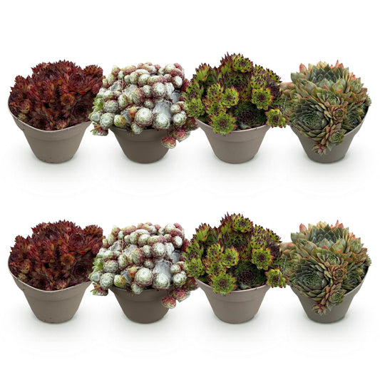 GreenboutiQ - Bodendecker - Winterhart - Sempervivum Big Sam - 8 Pflanzen - Verschiedene Farben - Wenig Pflege - Topf 14cm Höhe 17cm 