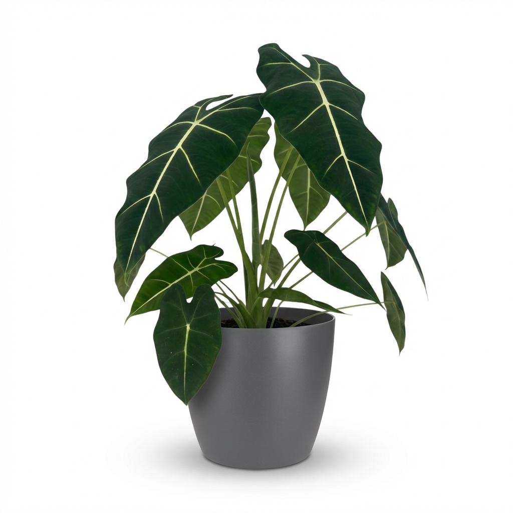 Green boutiQ - Zimmerpflanze - Elefantenohr - Alocasia Frydek - Grün - Pflegeleicht - 1 Pflanze - mit Potter Grau - Topf 19cm - Höhe 60cm 