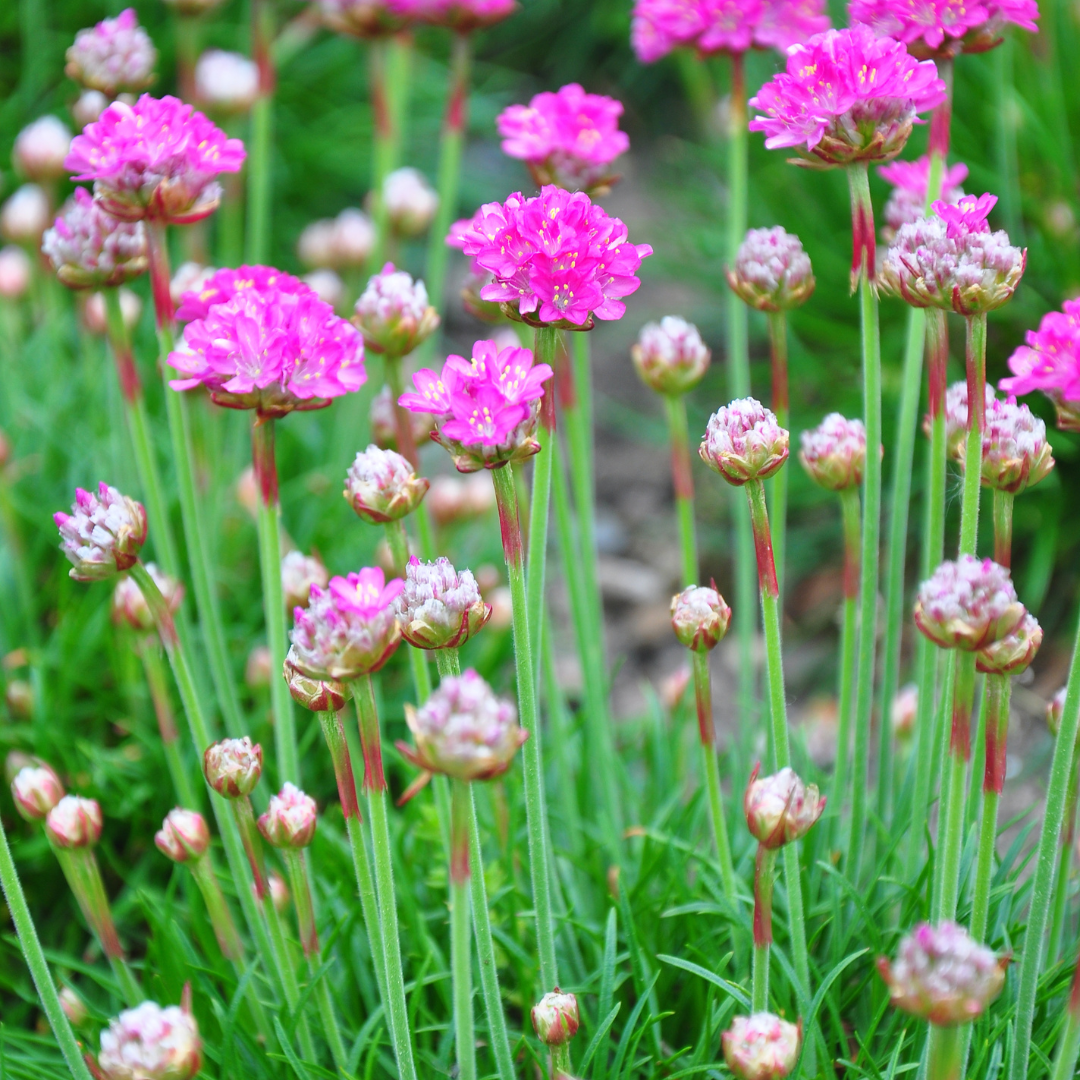 Grasnelke Armeria maritima ‘Splendens’ – 24 Pflanzen – 10-25cm – Ø9cm – Winterharte Staude mit rosa Blüten – Ideal für Steingarten, sonnige Beete & Bordüren