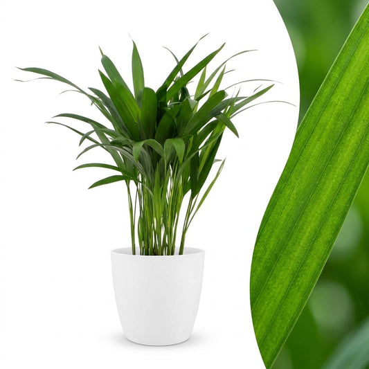 Areca-Palme – Goldfruchtpalme – Dypsis lutescens – Topf Ø12cm – Höhe 45cm – mit weißem Dekotopf
