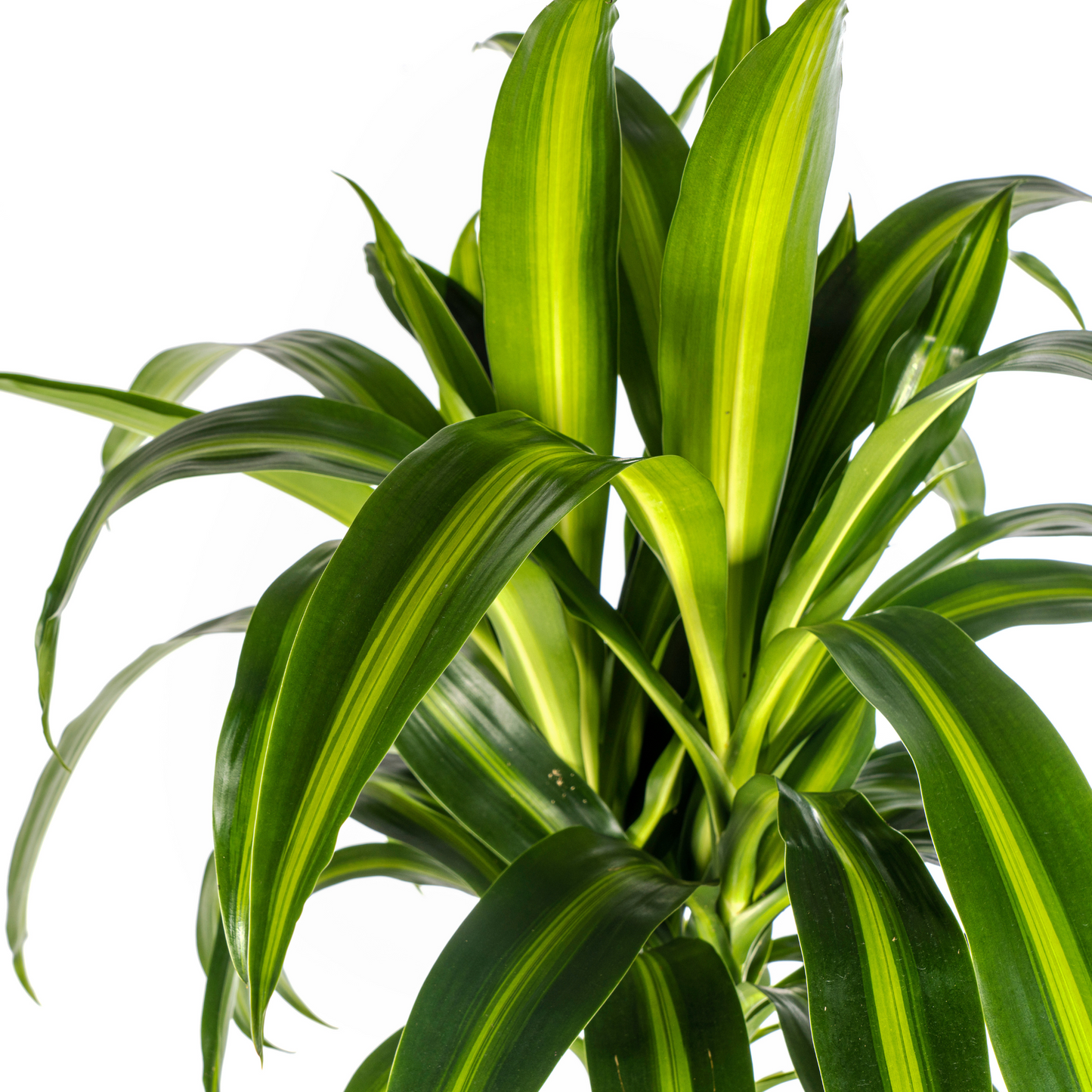 Dracaena Deremensis Hawaiian Sunshine mit Korb Ø24cm - ↕130 - 150cm 