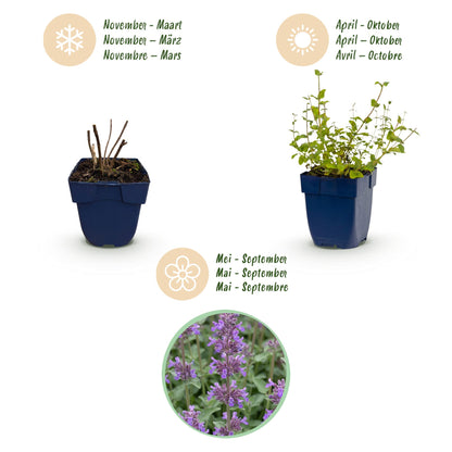 Katzenminze 'Grog' – Nepeta racemosa 'Grog' – Topf Ø11cm – Bienenfreundliche Staude für Garten & Balkon