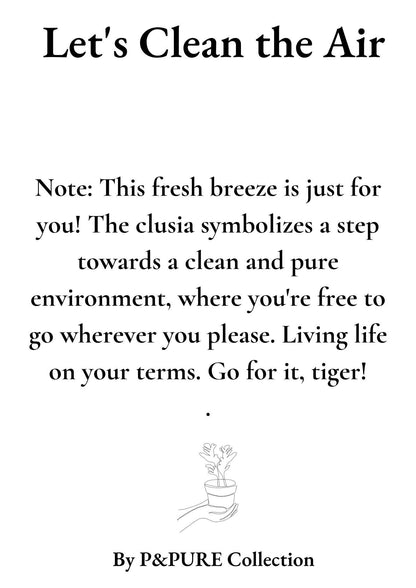 Clusia Rosea Gift "Let's Clean The Air" WITH GREETING CARD! - Ø12cm - ↕30cm 