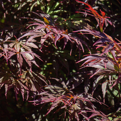 Japanischer Ahorn – Acer palmatum 'Trompenburg' – 2 Pflanzen – ca. 70 cm hoch –  Ø19 cm – dunkelviolette Blätter – Balkon- & Gartenpflanze 
