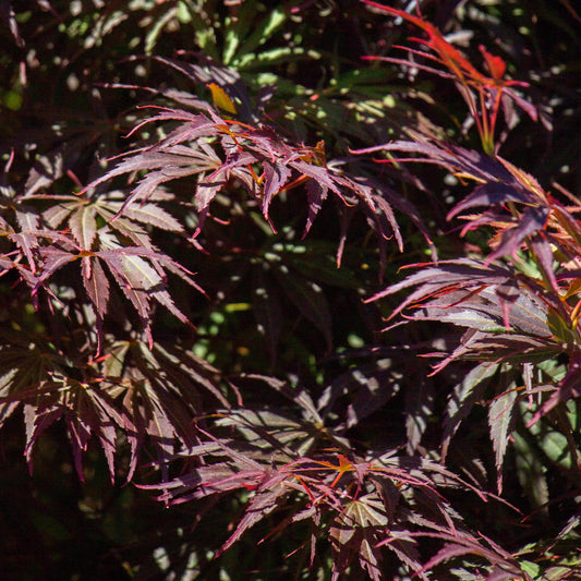 Japanischer Ahorn – Acer palmatum 'Trompenburg' – 2 Pflanzen – ca. 70 cm hoch –  Ø19 cm – dunkelviolette Blätter – Balkon- & Gartenpflanze 