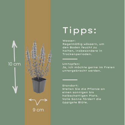 Lythrum salicaria Blutweiderich – 48 Pflanzen – Ø9cm – Höhe 10-25cm – Rosa Purpur Blütenähren – Winterharte Staude – Für Teichrand & Feuchtbeet