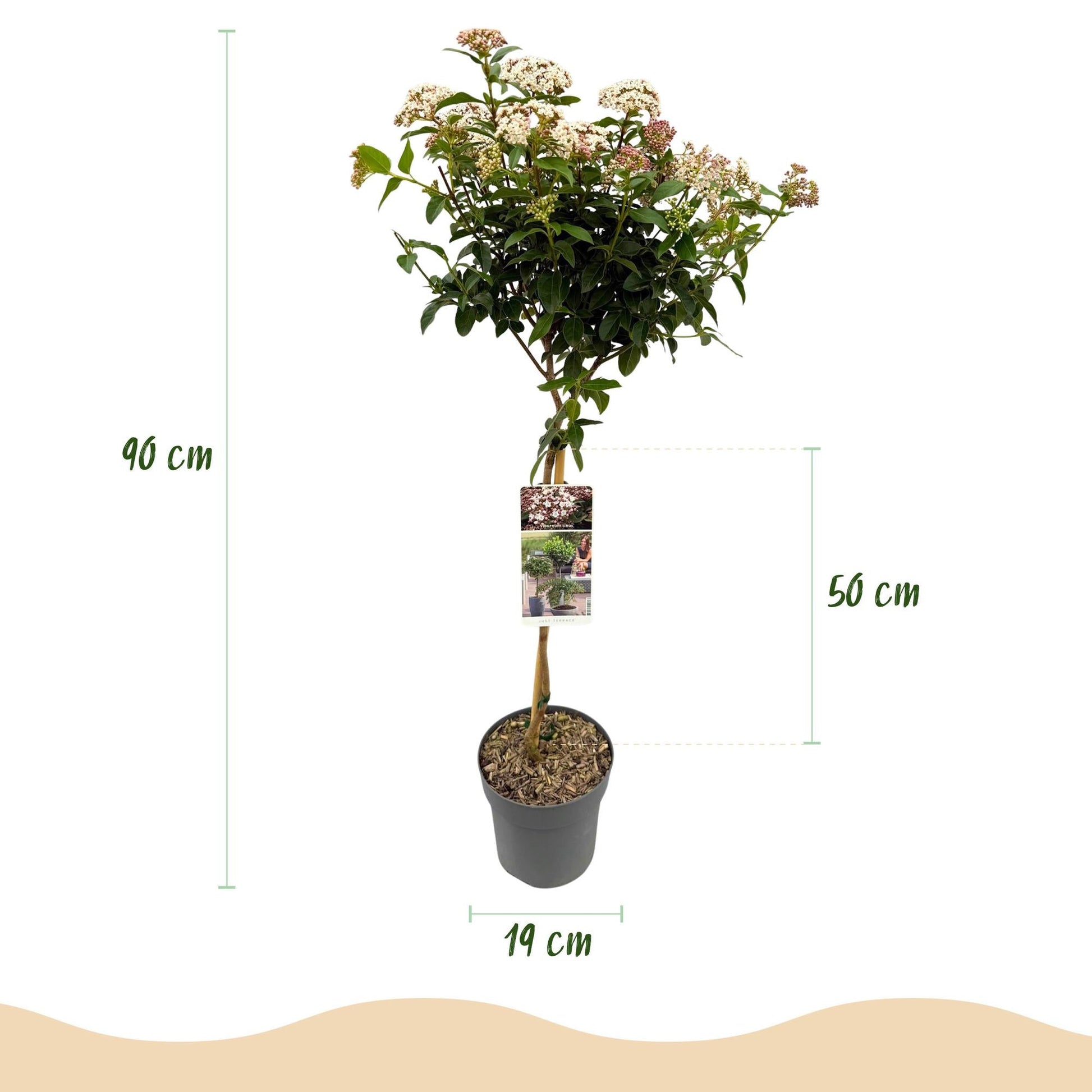 Viburnum tinus 'Eve Price' – Immergrüne Stamm-Pflanze – Höhe ca. 90 cm – Ø19 cm – Winterblühender Schneeball – Pflegeleicht – Für Balkon, Terrasse & Garten 