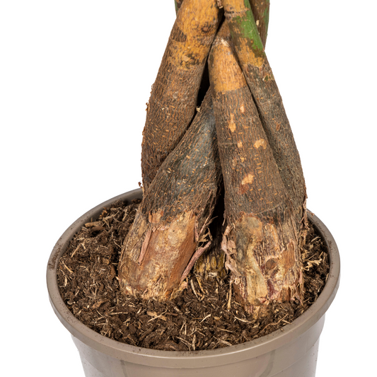 Pachira Aquatica mit Korb Ø24cm - ↕120 - 140cm 