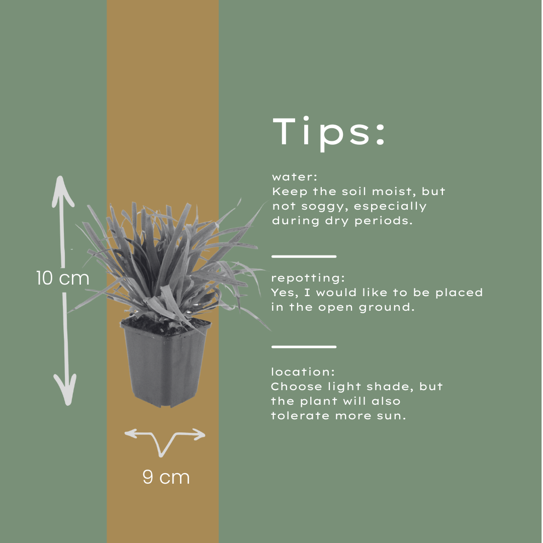 Luzula sylvatica Wald-Hainsimse – 12 Pflanzen Ø9cm – Höhe10-25cm – Immergrüner Bodendecker für Schatten & Unterpflanzung – Winterhart pflegeleicht – Robuste Gartenstaude
