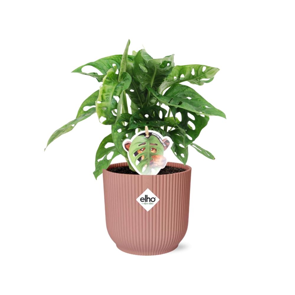 Fensterblatt – Monstera ‘Monkey Leaf’ im Topf Vibes Fold 14cm – Zimmerpflanze im Dekotopf Rose – Pflegeleicht & luftreinigend – Tropisches Flair für Wohnräume 