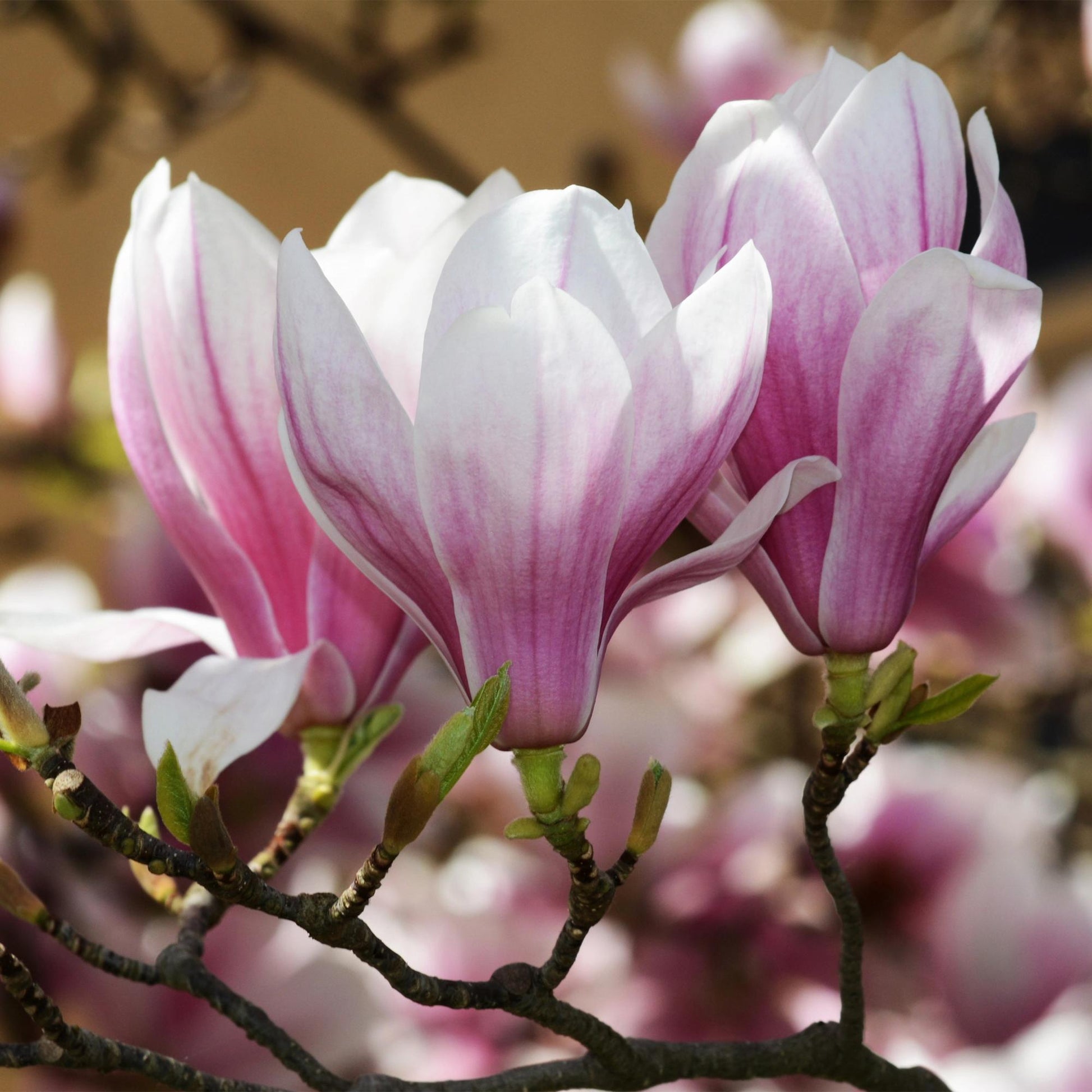 GreenboutiQ - Gartenpflanze - Magnolia soulangeana - Blüte Rosa - 3 Pflanzen - Laubabwerfend - Wenig Pflege - Topf 12cm Höhe 30cm 