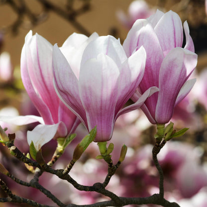 GreenboutiQ - Gartenpflanze - Magnolia soulangeana - Blüte Rosa - 3 Pflanzen - Laubabwerfend - Wenig Pflege - Topf 12cm Höhe 30cm 
