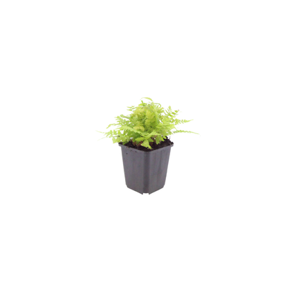 Dryopteris filix-mas – 48 Pflanzen Männerfarn Wurmfarn – 10-25cm – Ø9cm – Winterharter Gartenfarn für Schatten & Halbschatten – Zierfarn für Unterpflanzung