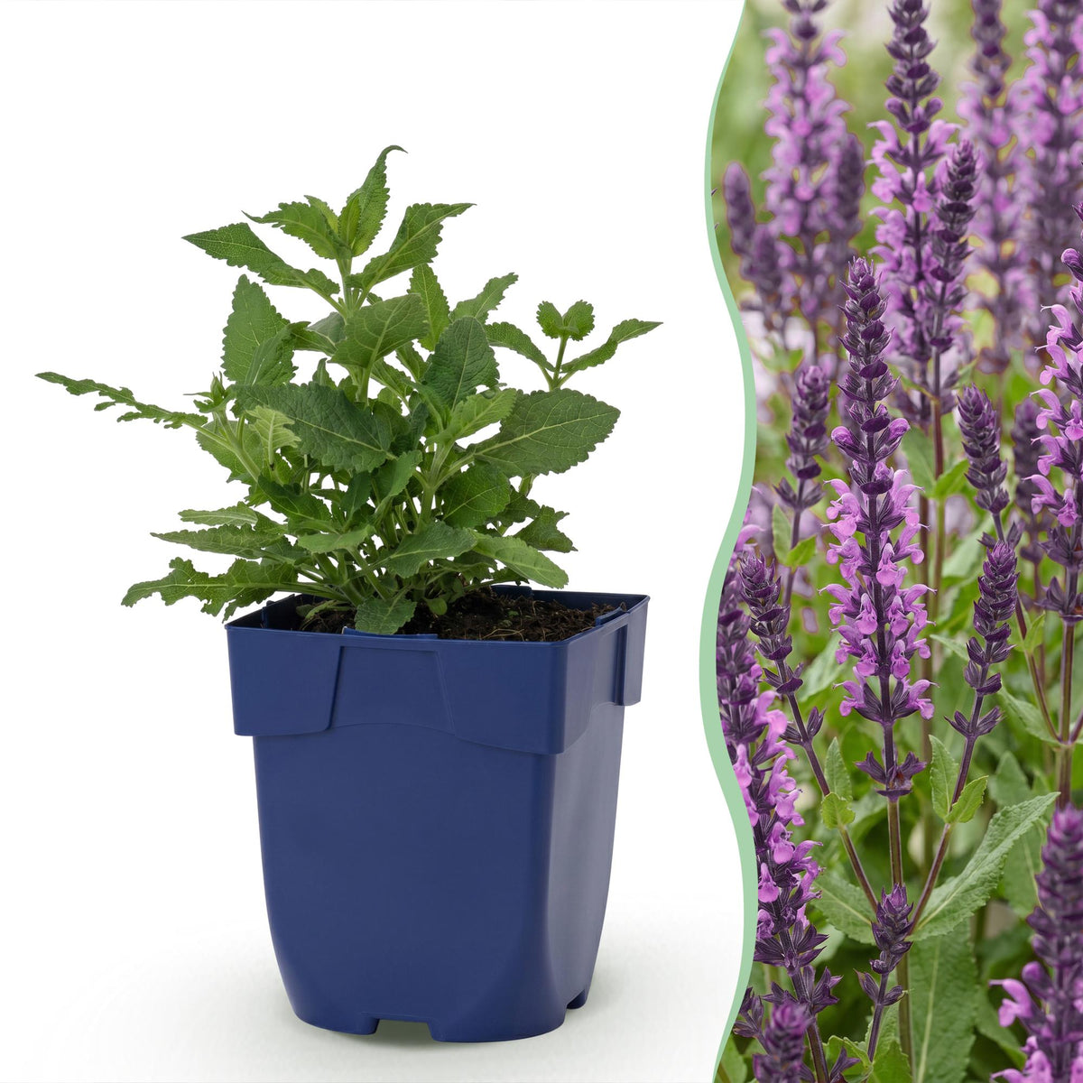Steppensalbei 'Sensation Deep Pink' – Salvia nemorosa 'Sensation Deep Pink' – Topf Ø11cm – Bienenfreundliche Staude für Garten & Balkon