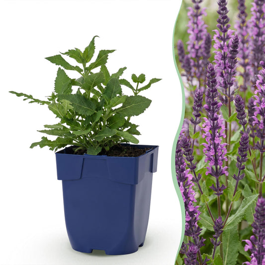 Steppensalbei 'Sensation Deep Pink' – Salvia nemorosa 'Sensation Deep Pink' – Topf Ø11cm – Bienenfreundliche Staude für Garten & Balkon