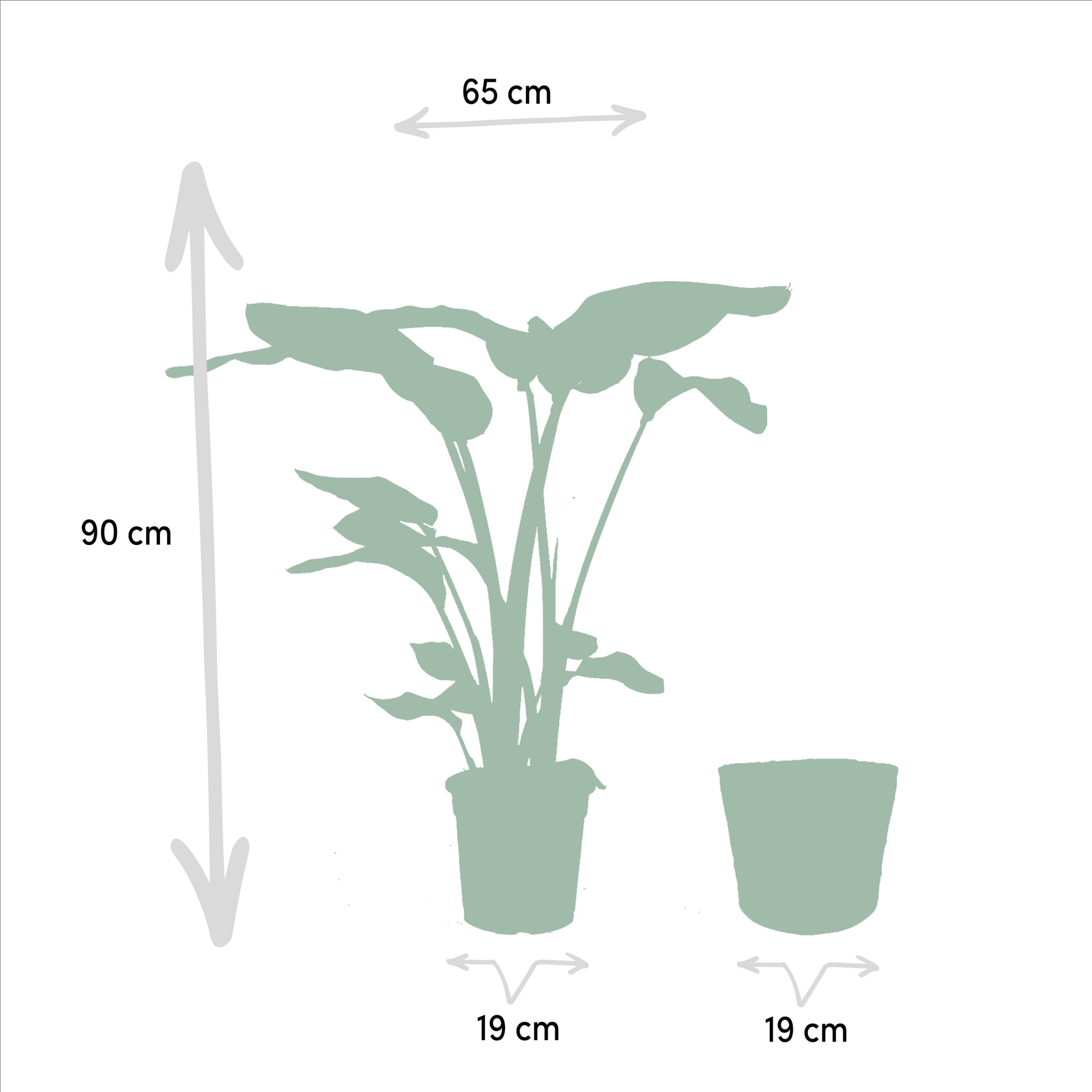 Baum-Strelitzie Strelitzia Nicolai + Alocasia Macrorrhiza + Seegras-Korb Selin – Zimmerpflanzen-Set – Ø19cm – Höhe 70-85cm – tropische & luftreinigende Pflanzen 