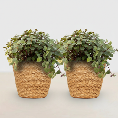 Green boutiQ - Zimmerpflanze - Calissia repens - Katzengras - Haustierfreundlich - Grün - 2 Pflanzen - mit Korb - Topf 12cm - Höhe 17-20cm 