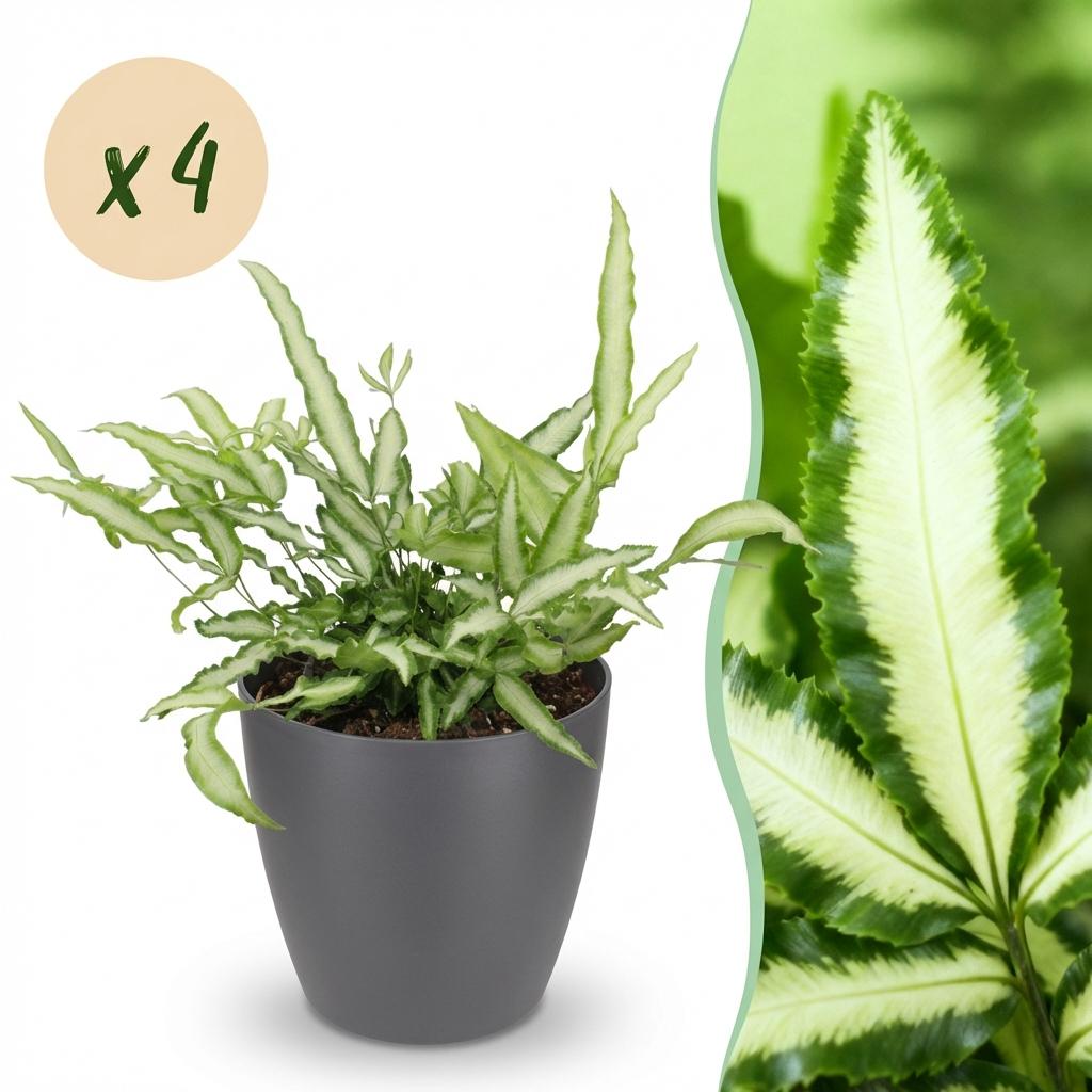 Green boutiQ - Zimmerpflanze - Pteris cretica Albolineata - Schwertfarn - Haustierfreundliche Pflanze - Grün - 4 Pflanzen - mit Potter Grau - Topf 12cm - Höhe 20cm 