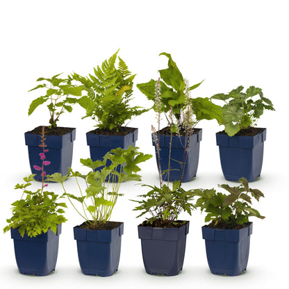 Staudenset – Schatten – 8 schattenverträgliche Stauden – Für 1 m² Beet – Verschiedene Farben – Pflegeleicht – Ideal für halbschattige & schattige Bereiche – Topf Ø11 cm