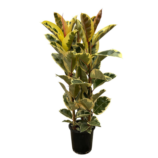Ficus Elastica 'Tineke' – Gummibaum – Zimmerpflanze – Ø28cm – Höhe ca. 160cm – Großblättrige, pflegeleichte Pflanze – Für helle Innenräume & Büros 